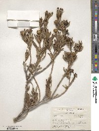 Borrichia arborescens image