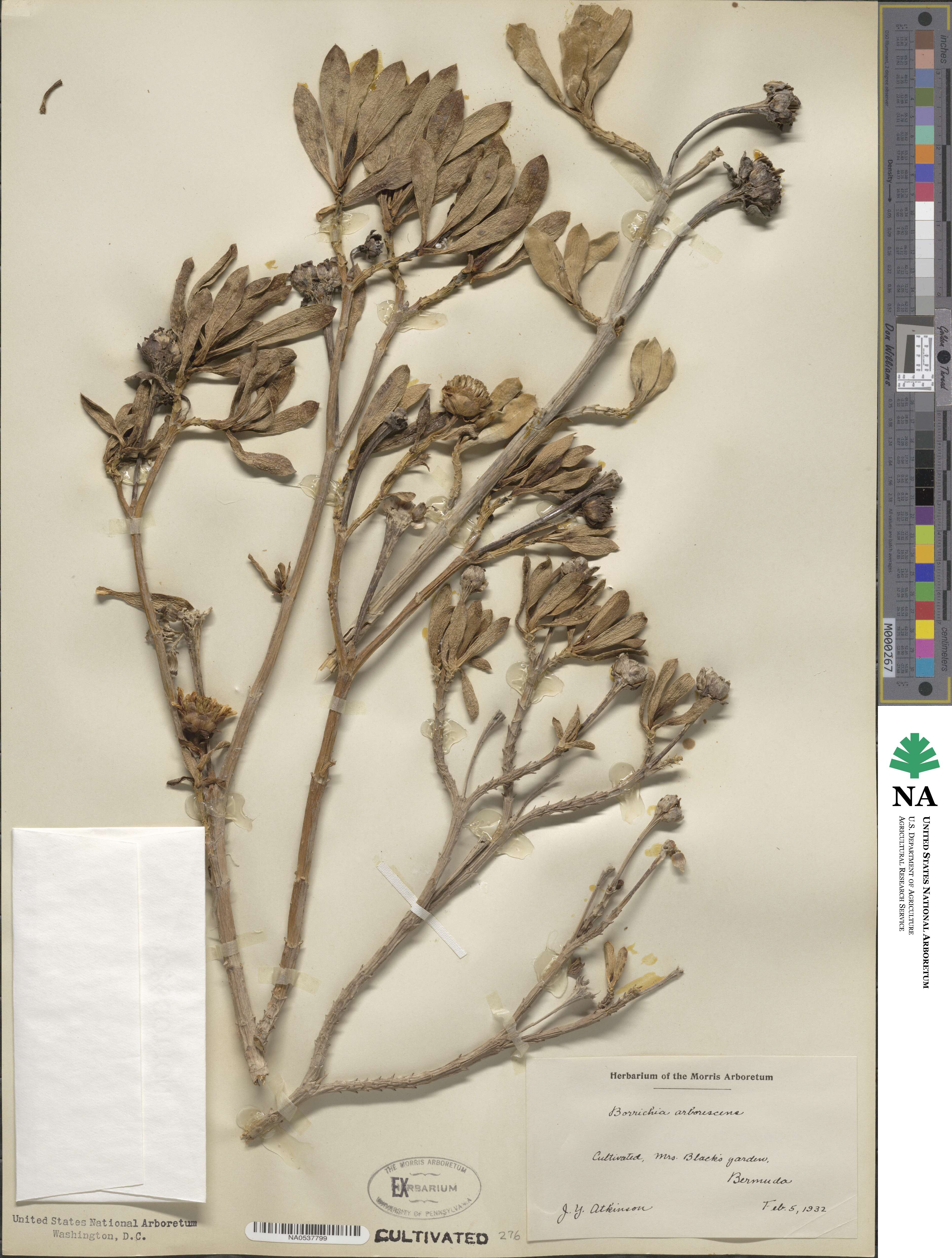Borrichia arborescens image