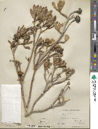 Borrichia arborescens image