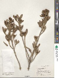 Borrichia arborescens image