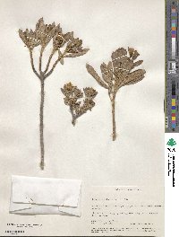 Borrichia arborescens image