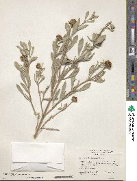 Borrichia frutescens image