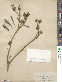 Borrichia arborescens image