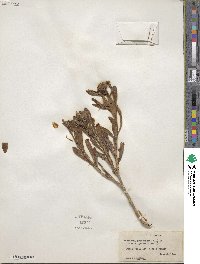 Borrichia arborescens image