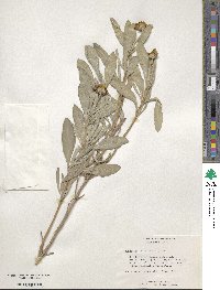 Borrichia frutescens image