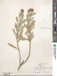 Borrichia frutescens image