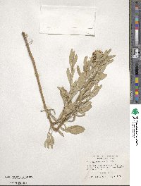 Borrichia frutescens image