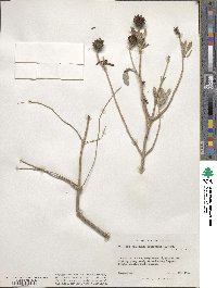 Borrichia frutescens image