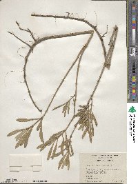 Borrichia frutescens image