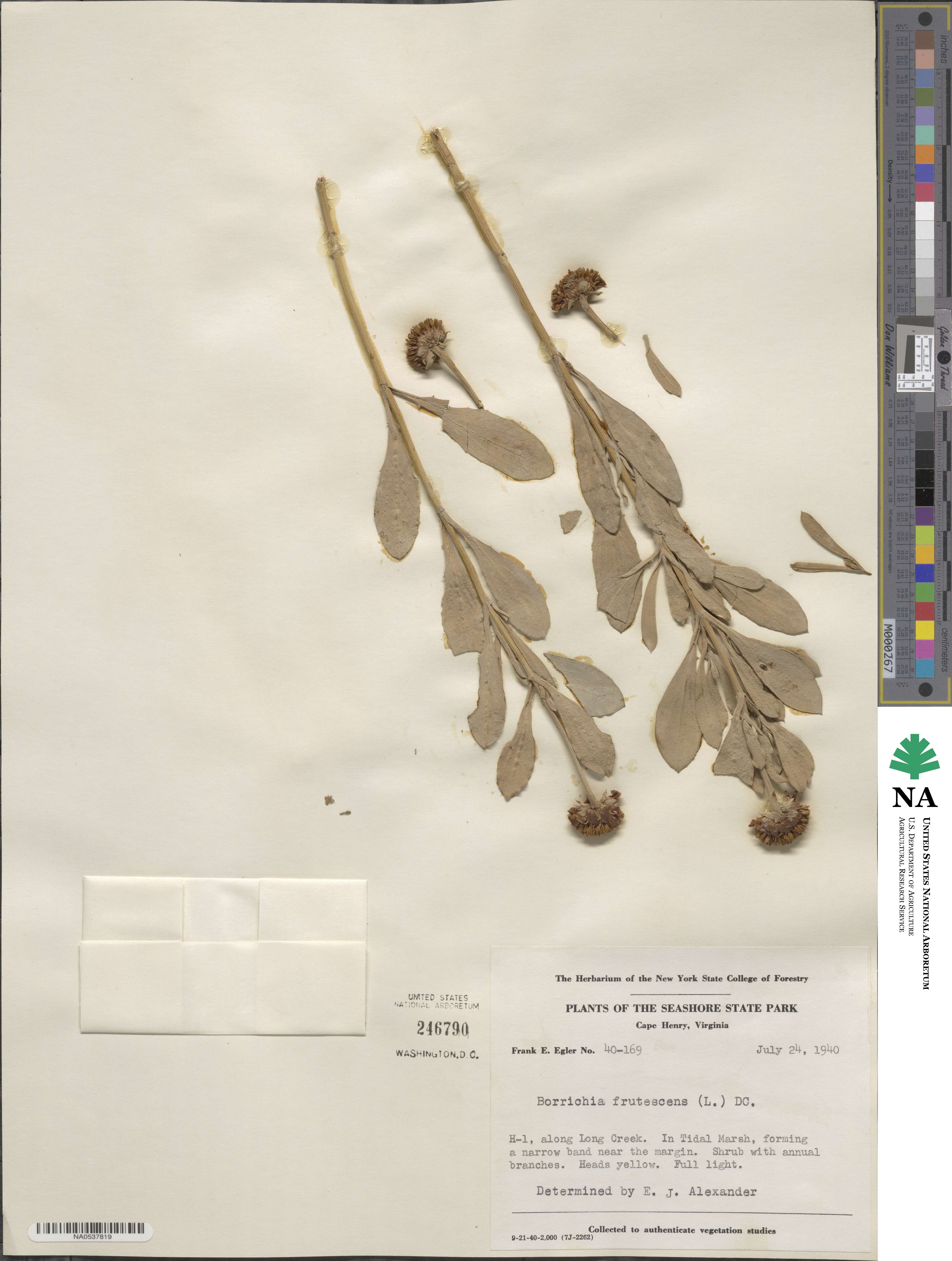 Borrichia image