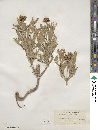 Borrichia frutescens image