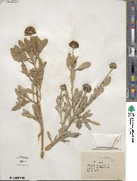 Borrichia frutescens image