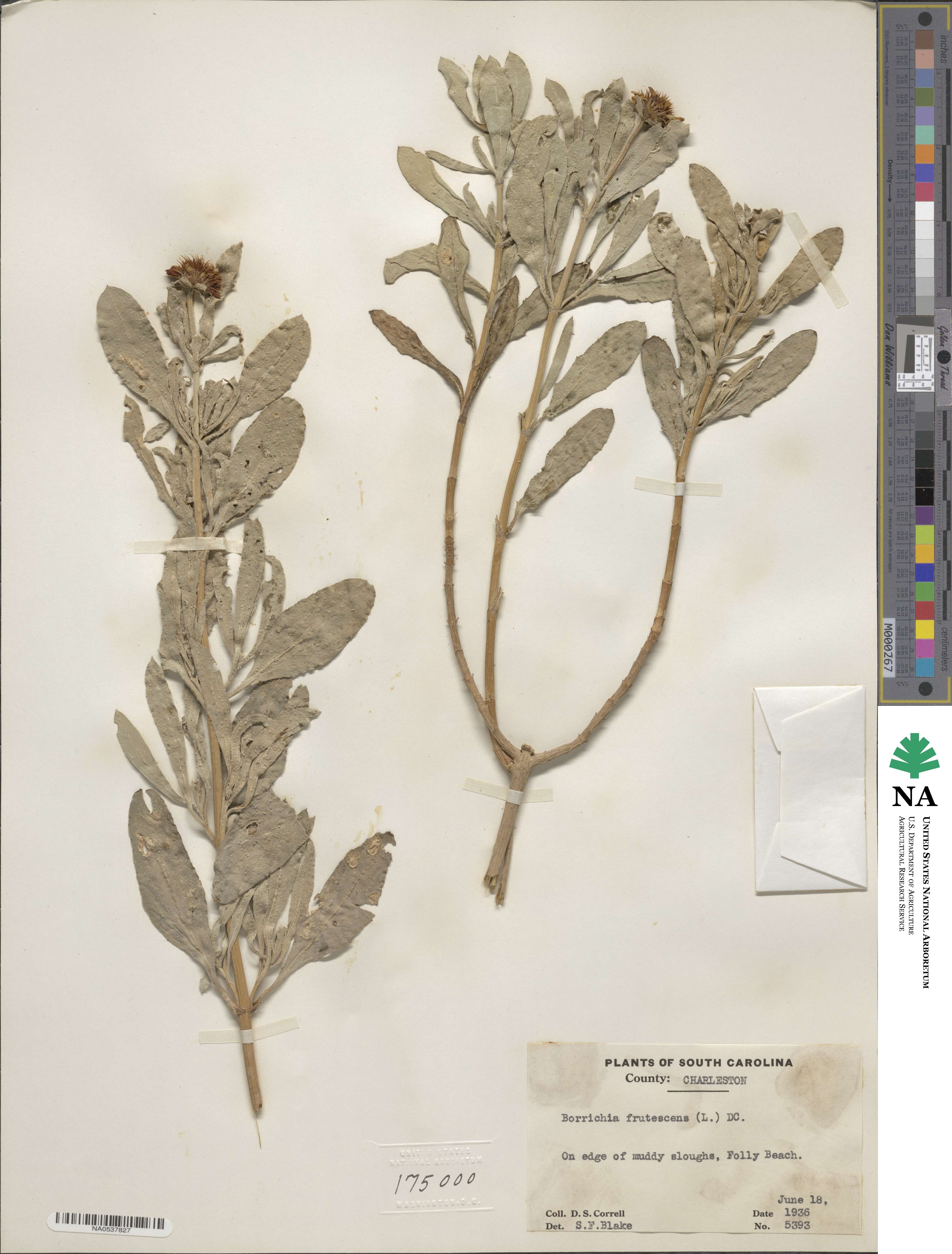 Borrichia frutescens image