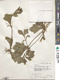 Sphagneticola trilobata image