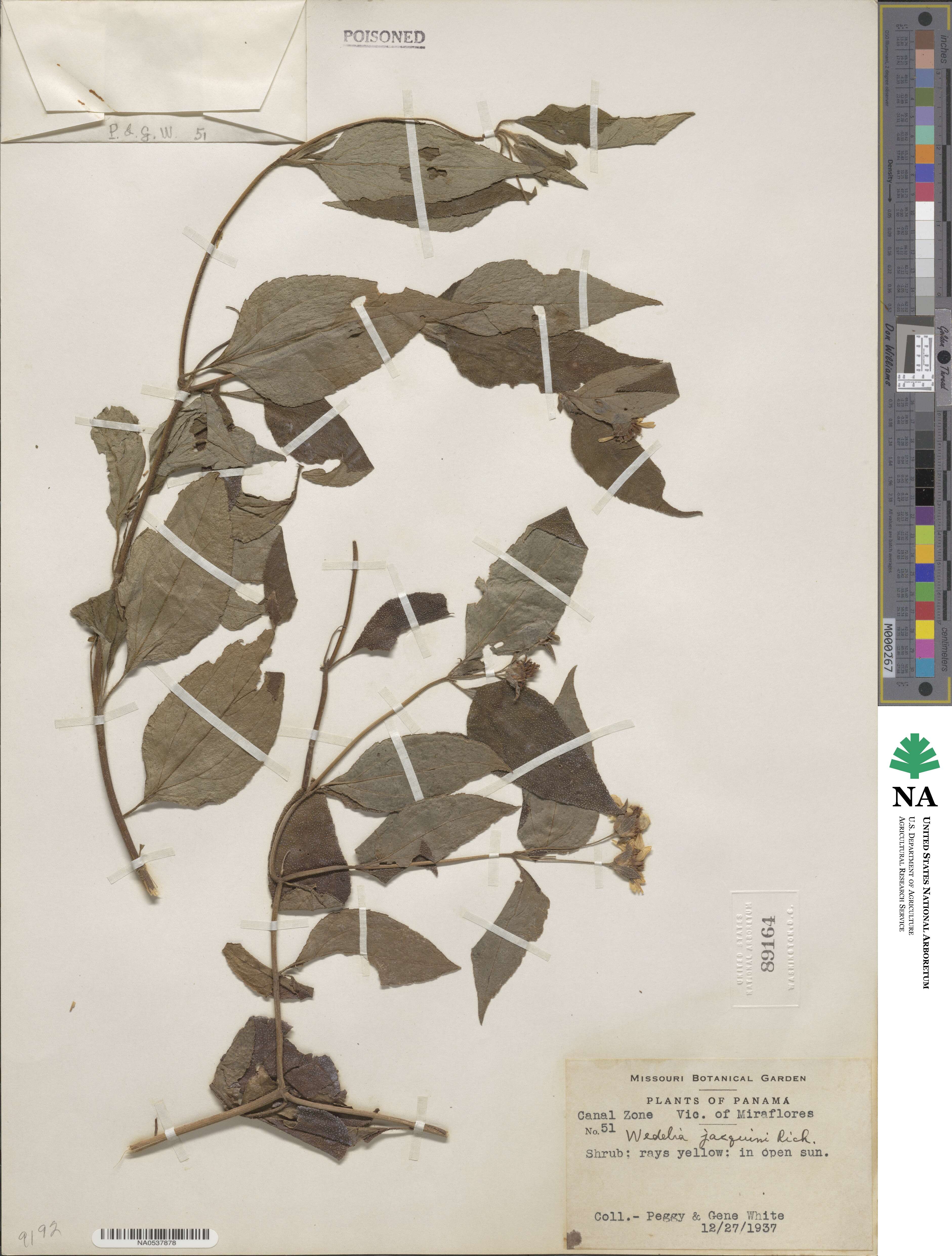 Wedelia calycina image