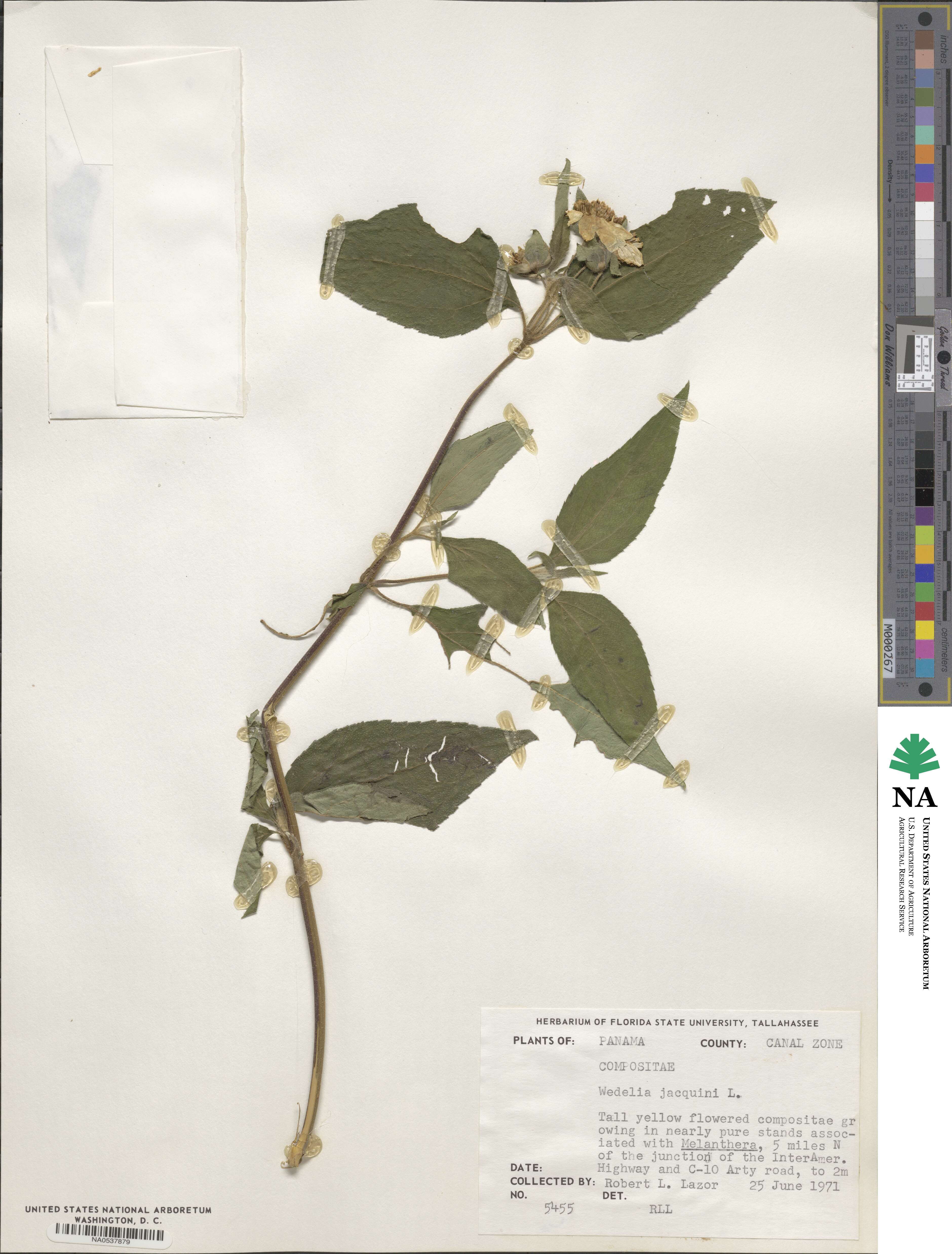 Wedelia calycina image