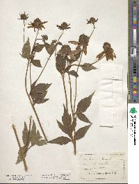 Rudbeckia laciniata image