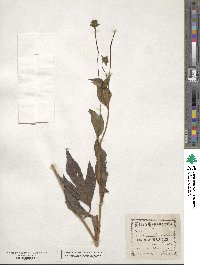 Rudbeckia laciniata image