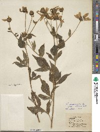 Rudbeckia laciniata image