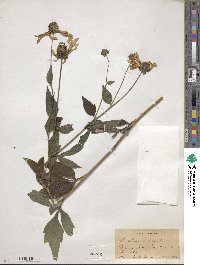 Rudbeckia laciniata image