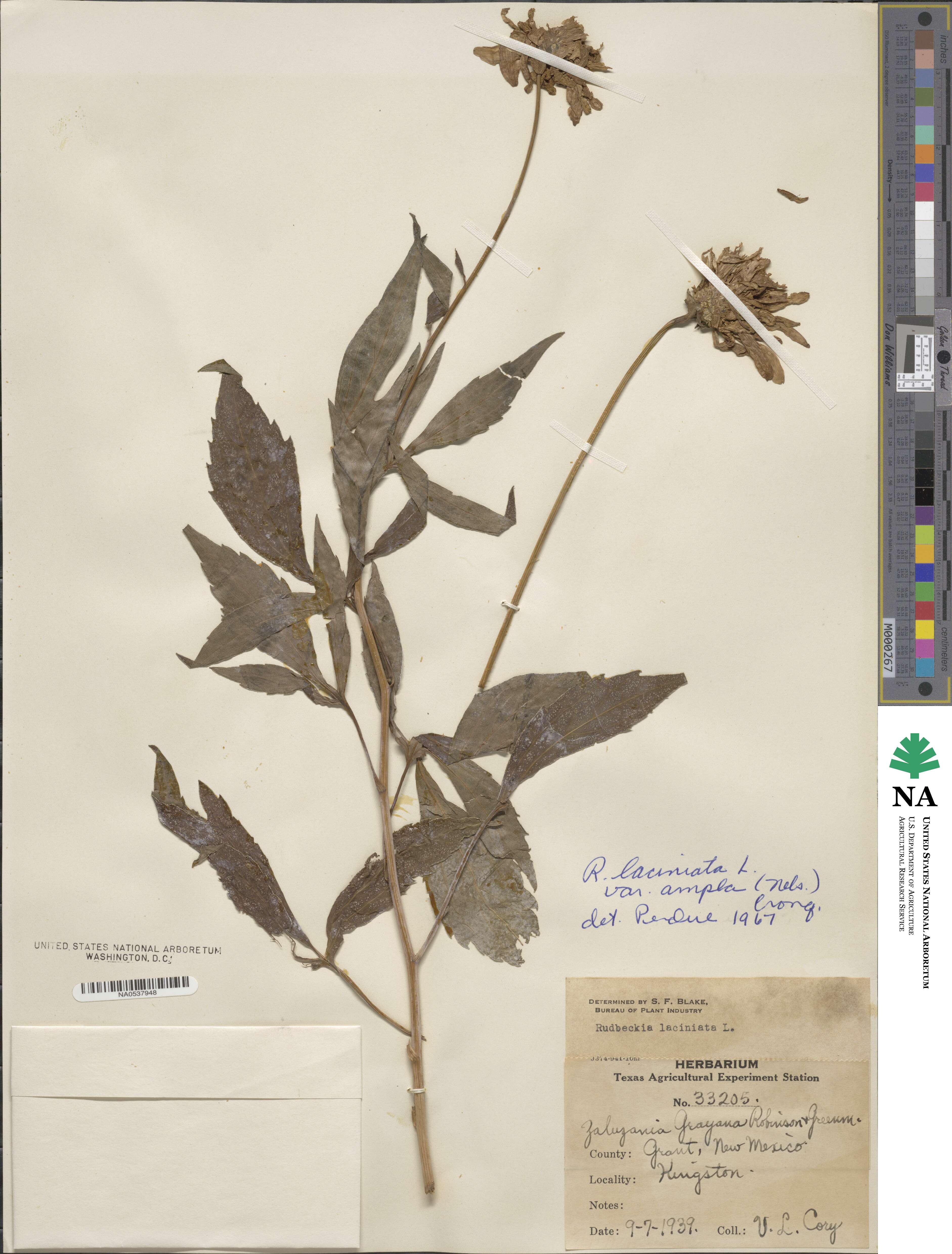 Rudbeckia laciniata var. ampla image