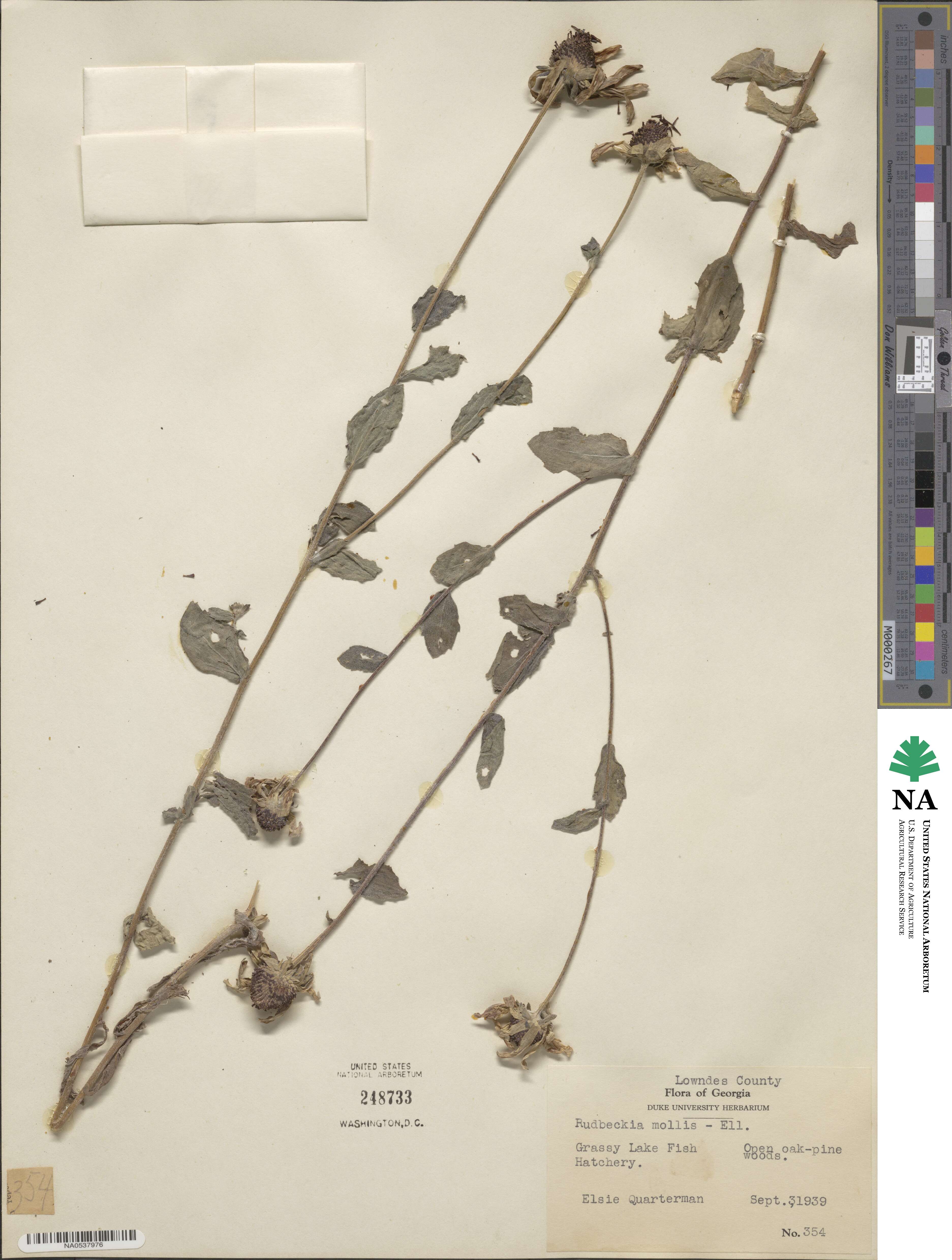 Rudbeckia mollis image