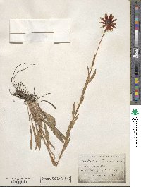 Rudbeckia missouriensis image