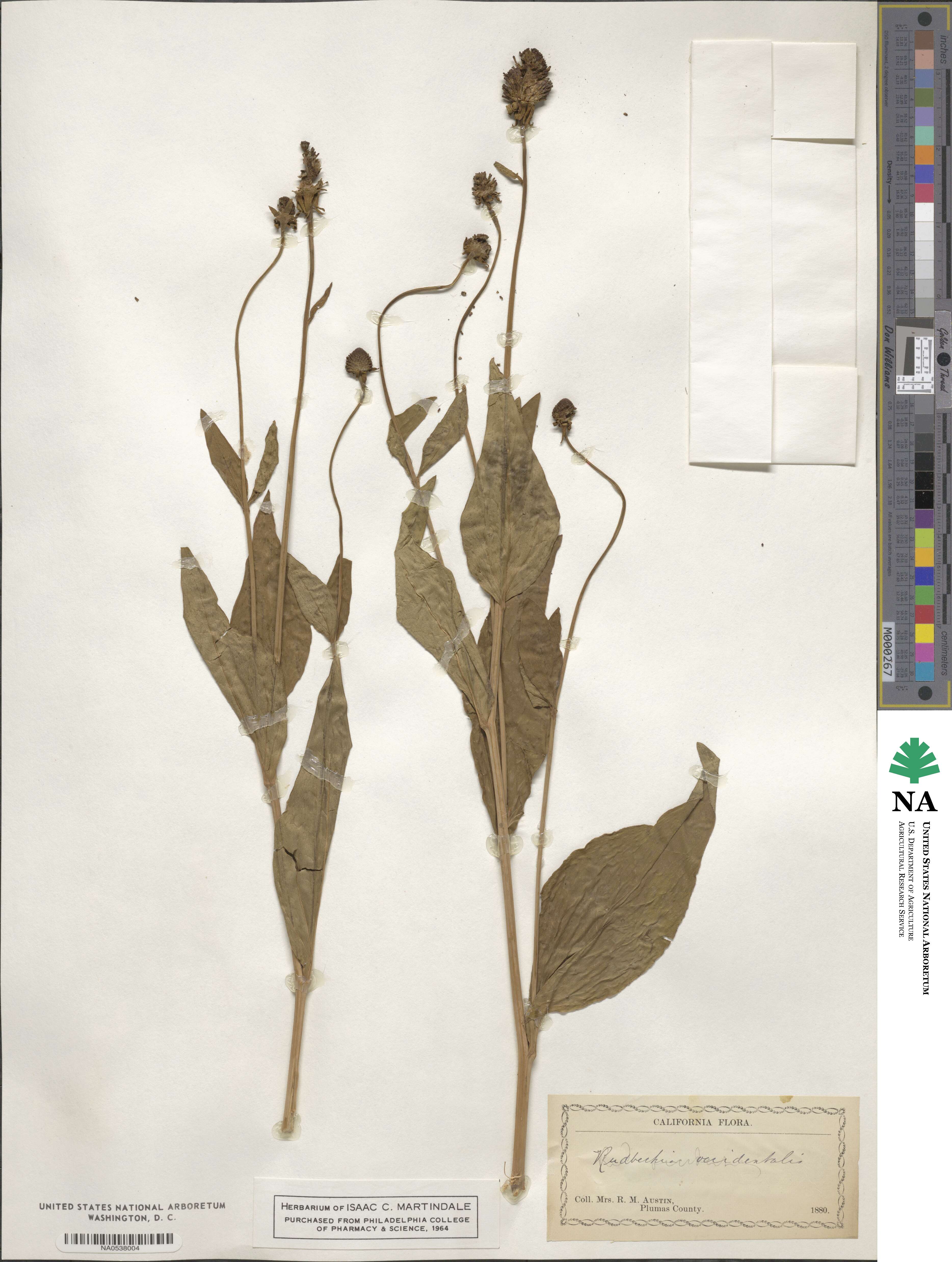 Rudbeckia occidentalis image