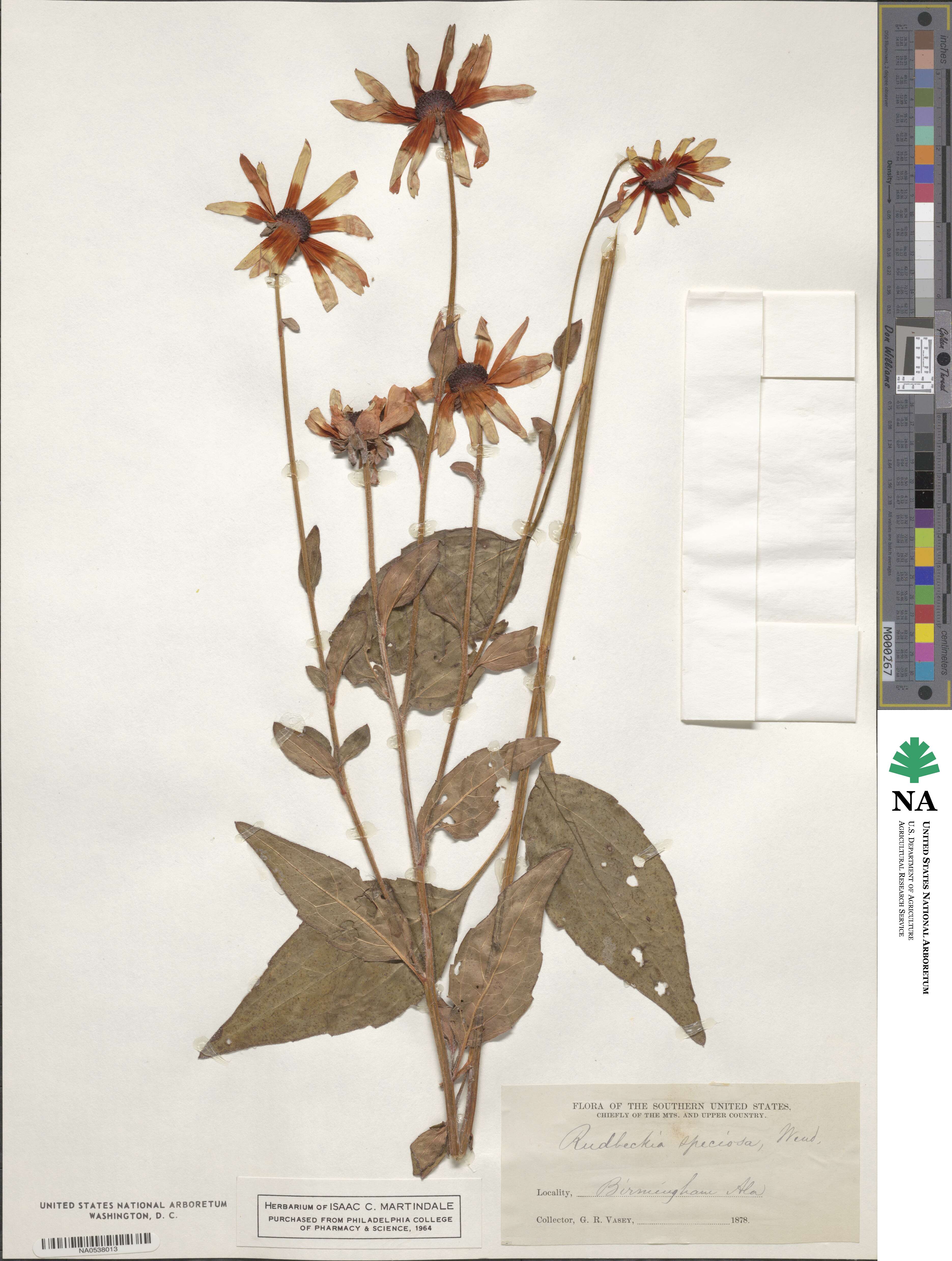 Rudbeckia speciosa image