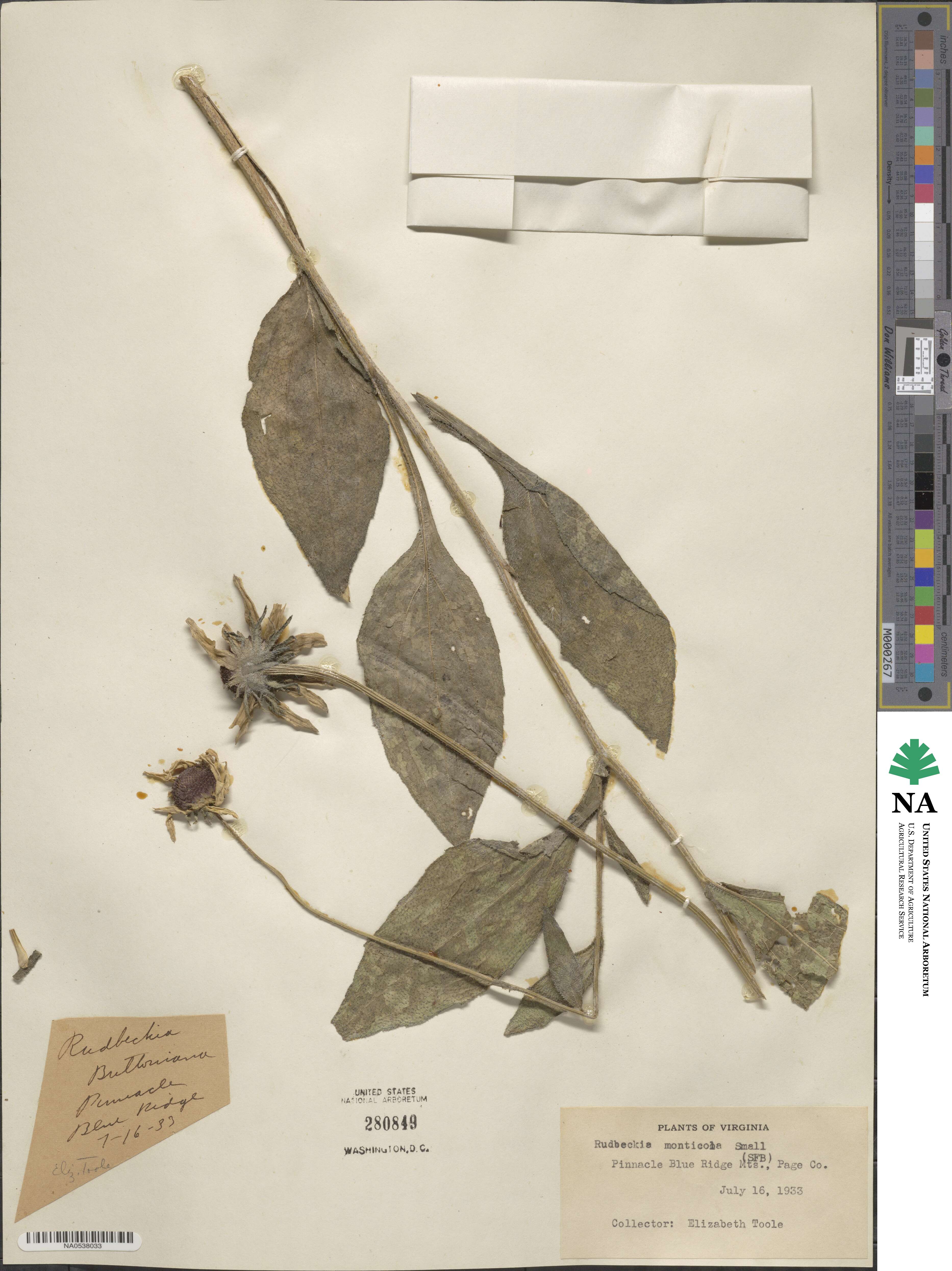Rudbeckia hirta image