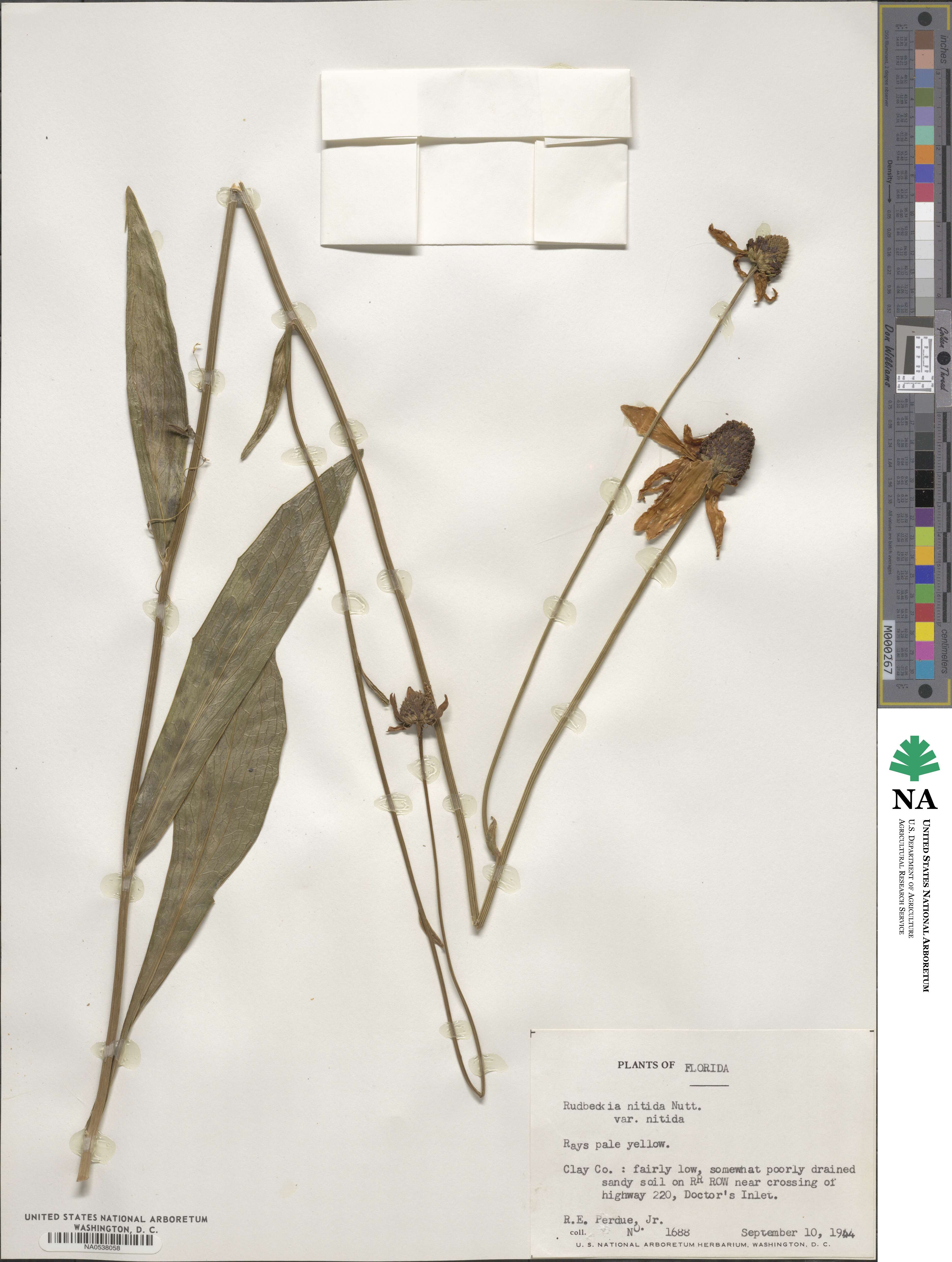 Rudbeckia nitida image