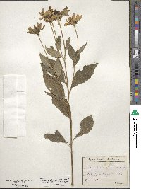 Rudbeckia subtomentosa image