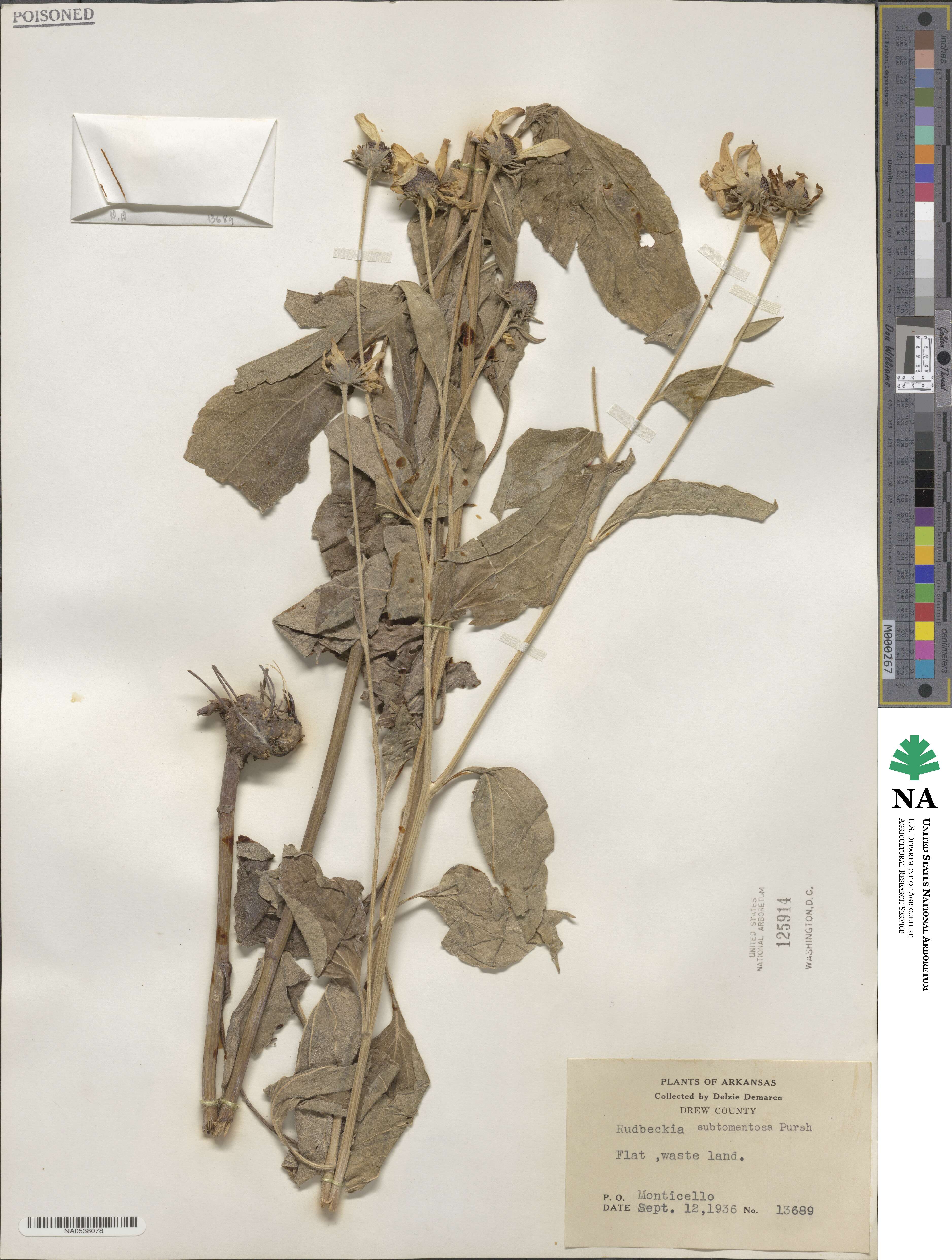 Rudbeckia subtomentosa image