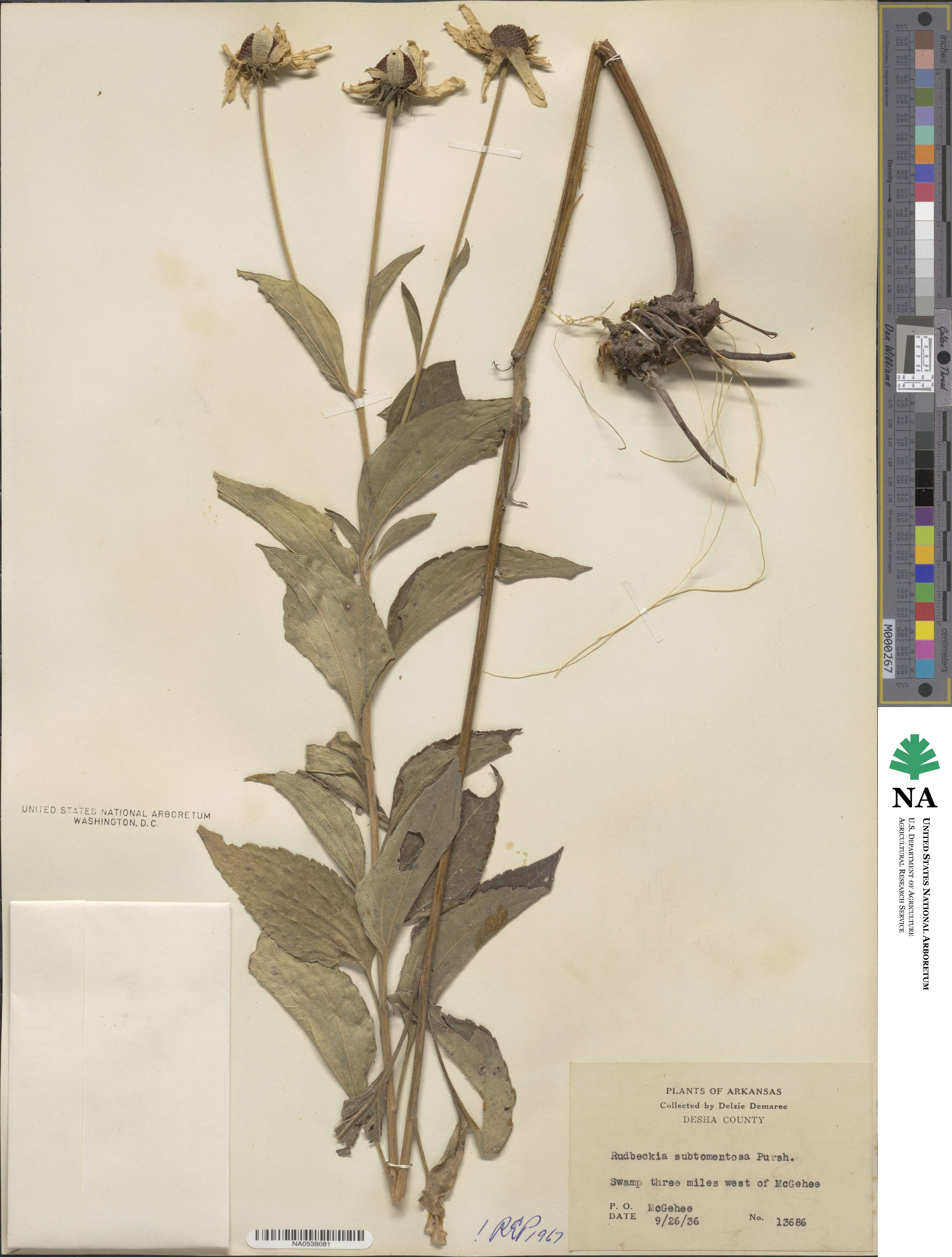 Rudbeckia subtomentosa image