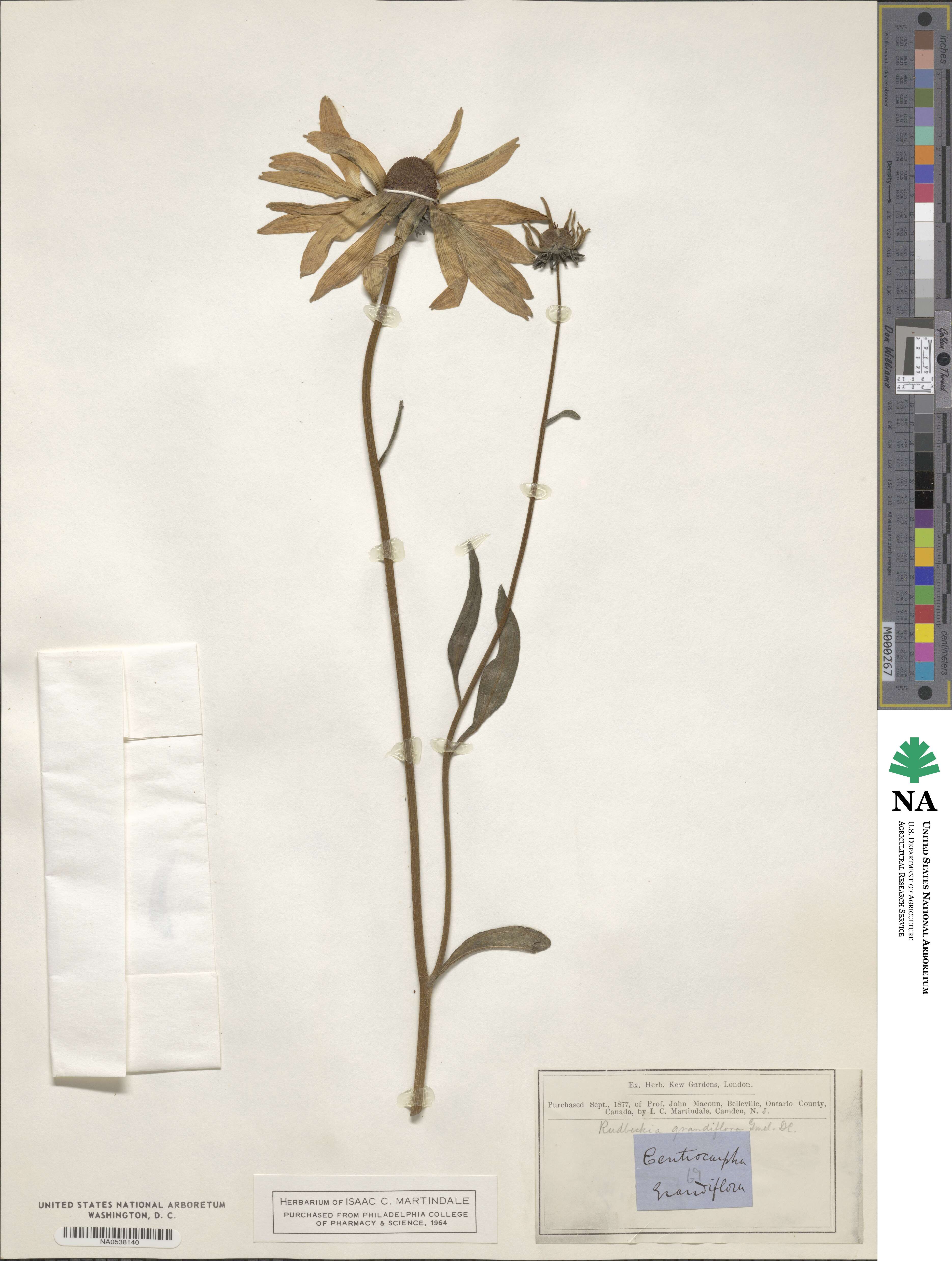 Rudbeckia grandiflora image