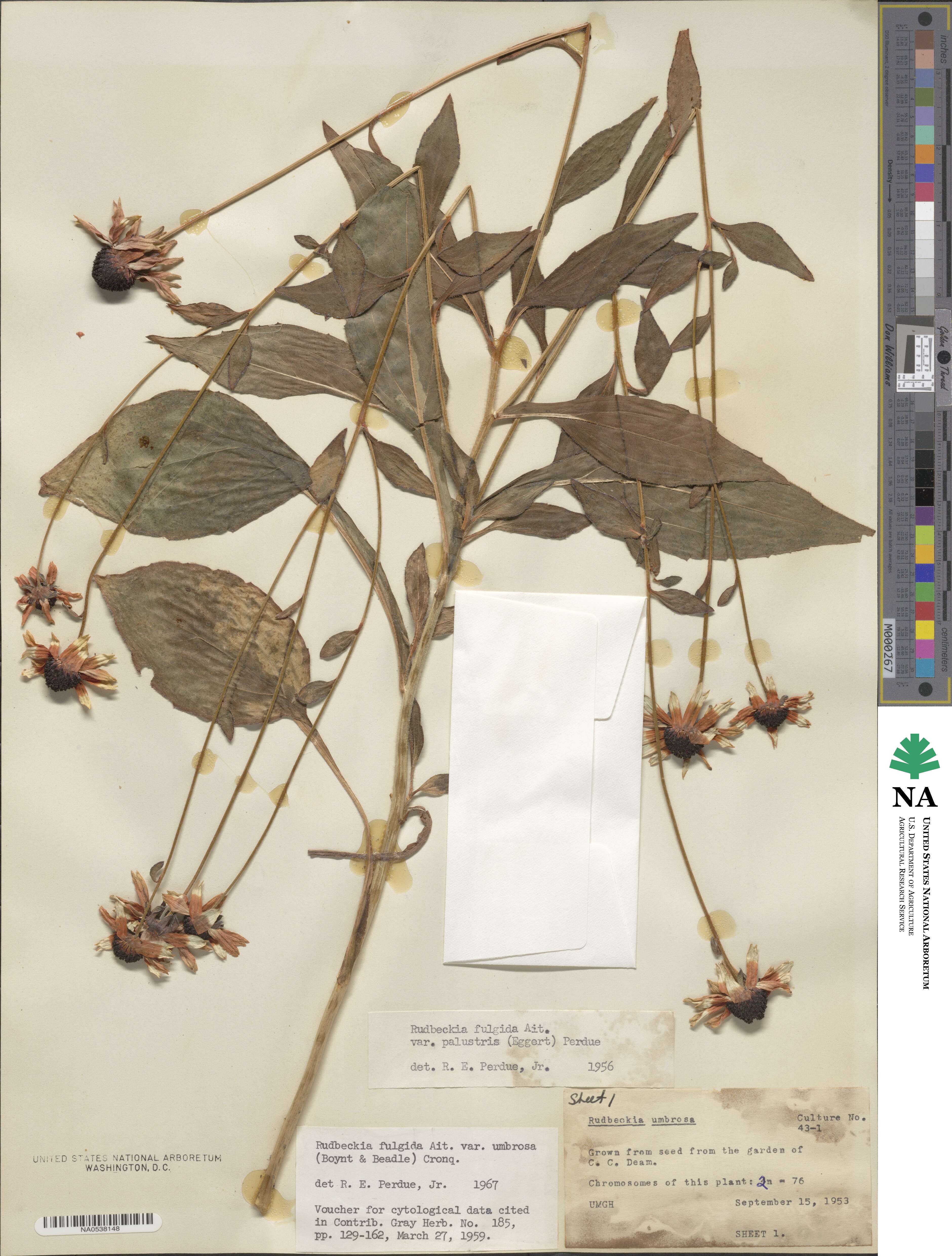 Rudbeckia umbrosa image