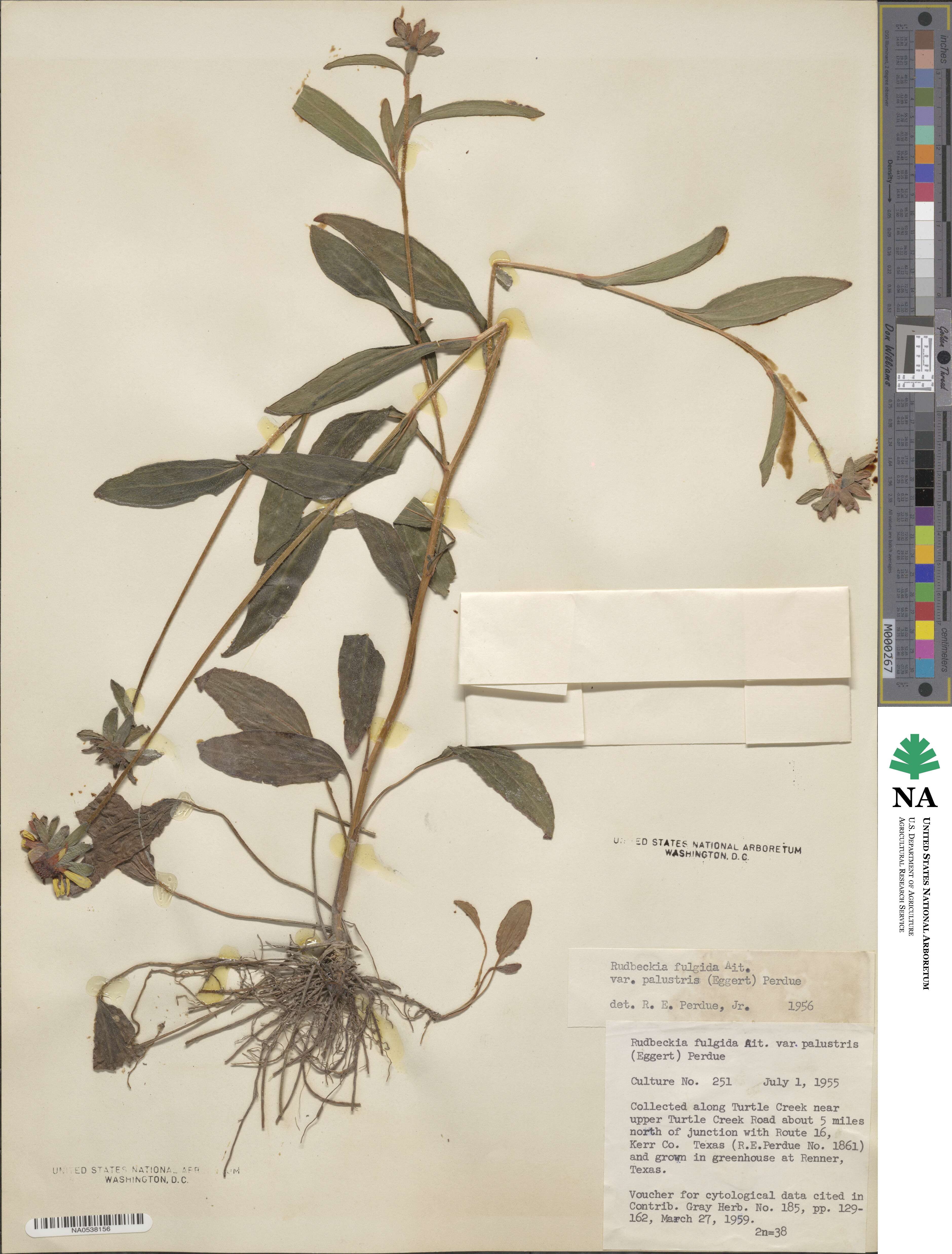 Rudbeckia palustris image