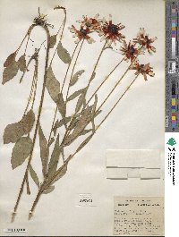 Rudbeckia fulgida image