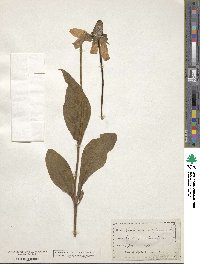 Rudbeckia californica image