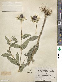 Rudbeckia hirta image