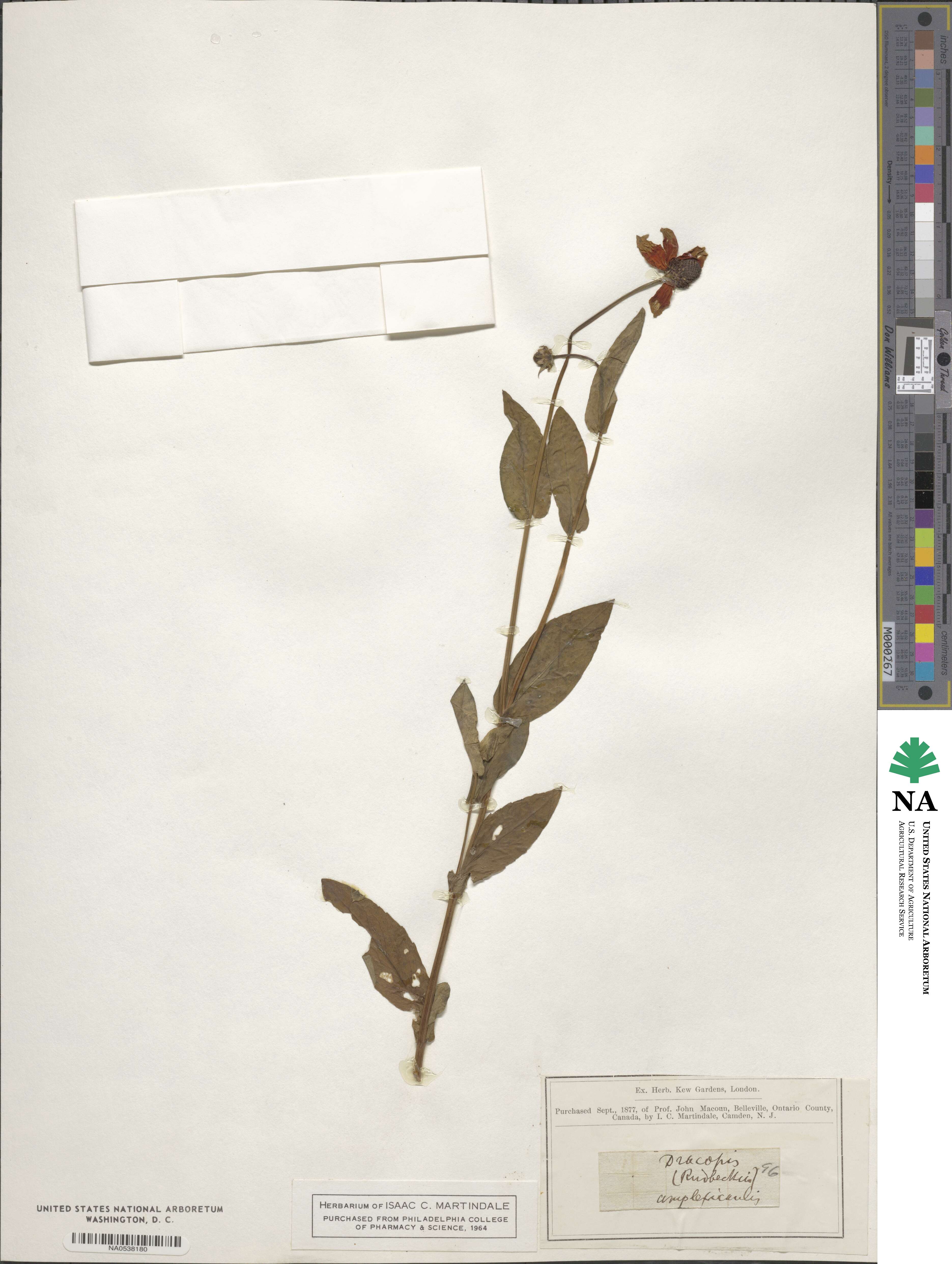 Rudbeckia amplexicaulis image