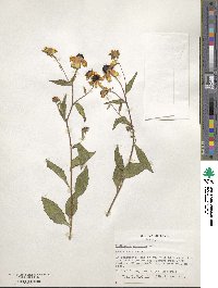 Rudbeckia serotina image