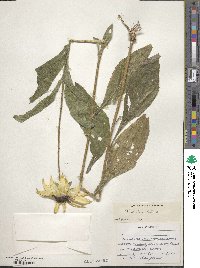 Rudbeckia hirta image