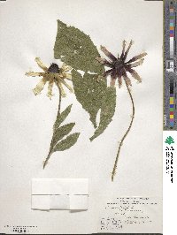 Rudbeckia hirta image