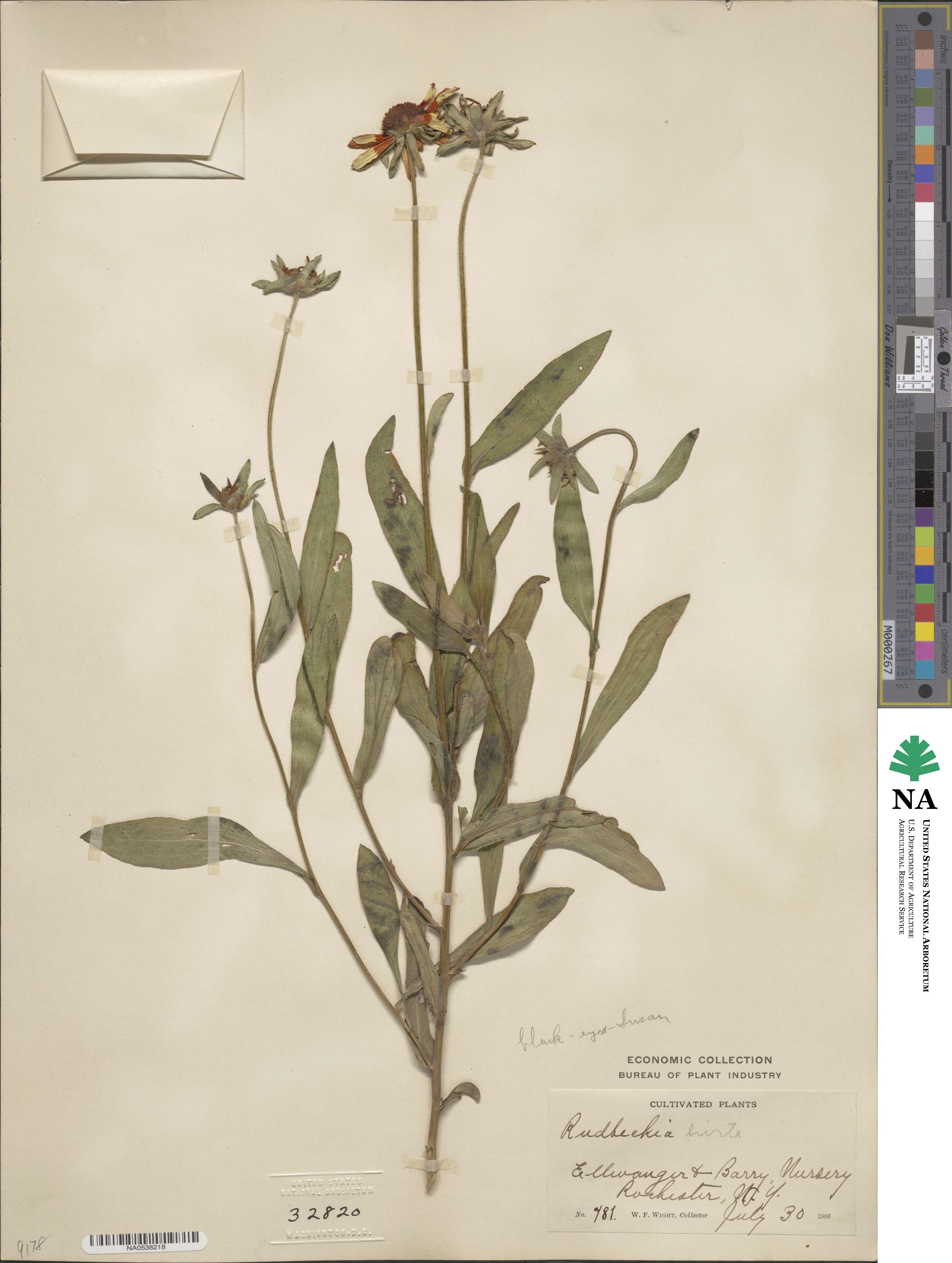 Rudbeckia hirta image