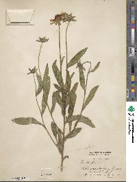 Rudbeckia hirta image