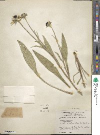 Rudbeckia hirta image