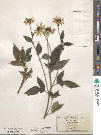 Rudbeckia subtomentosa image