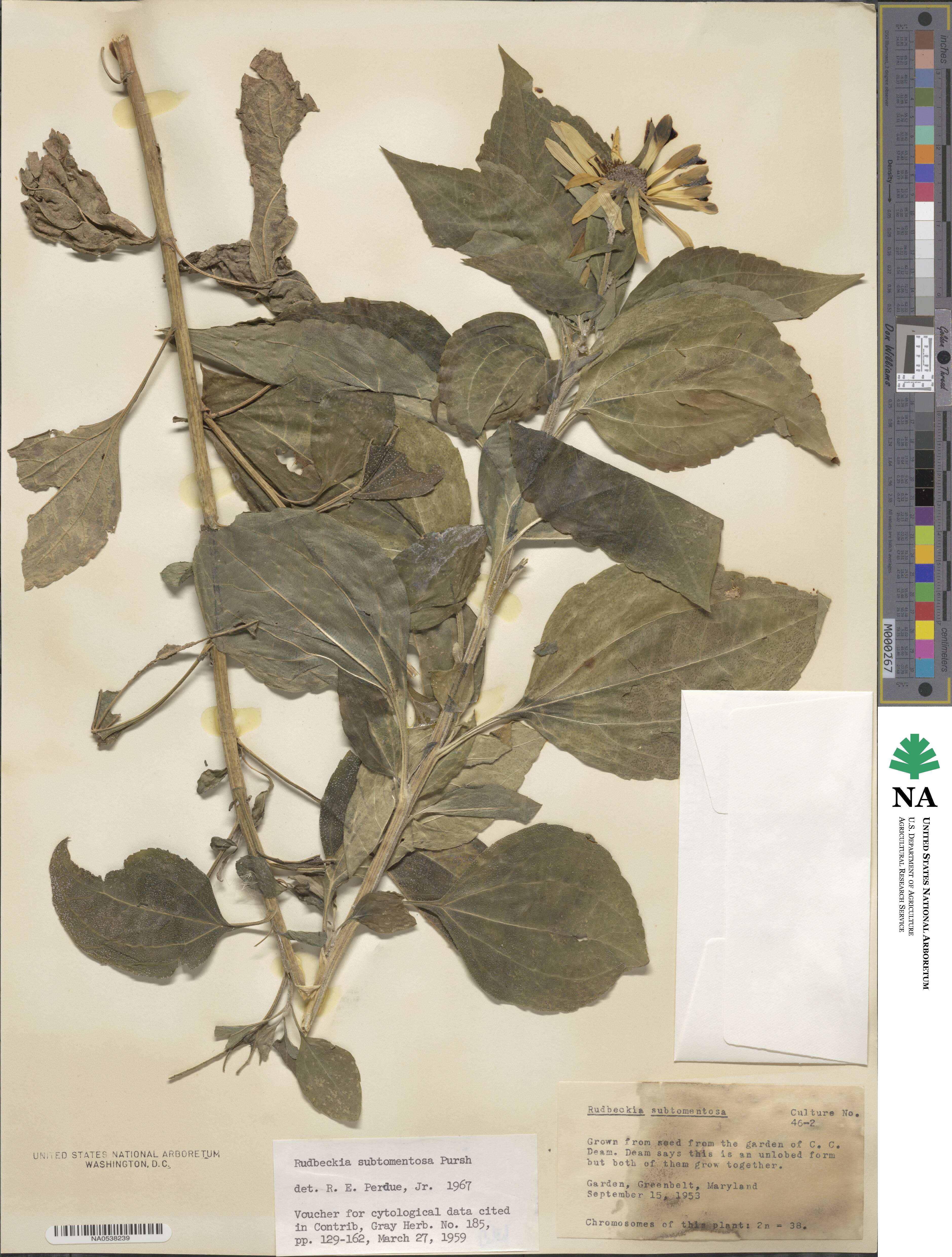 Rudbeckia subtomentosa image
