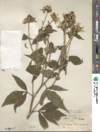 Rudbeckia subtomentosa image